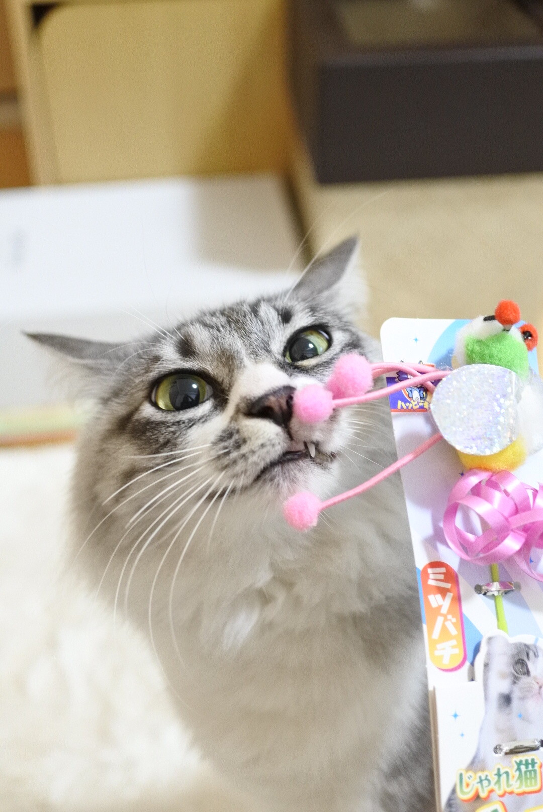 じゃれ猫ブンブン（ミツバチ）』で遊ぼ♪ : 猫とふたり暮らし～evaと