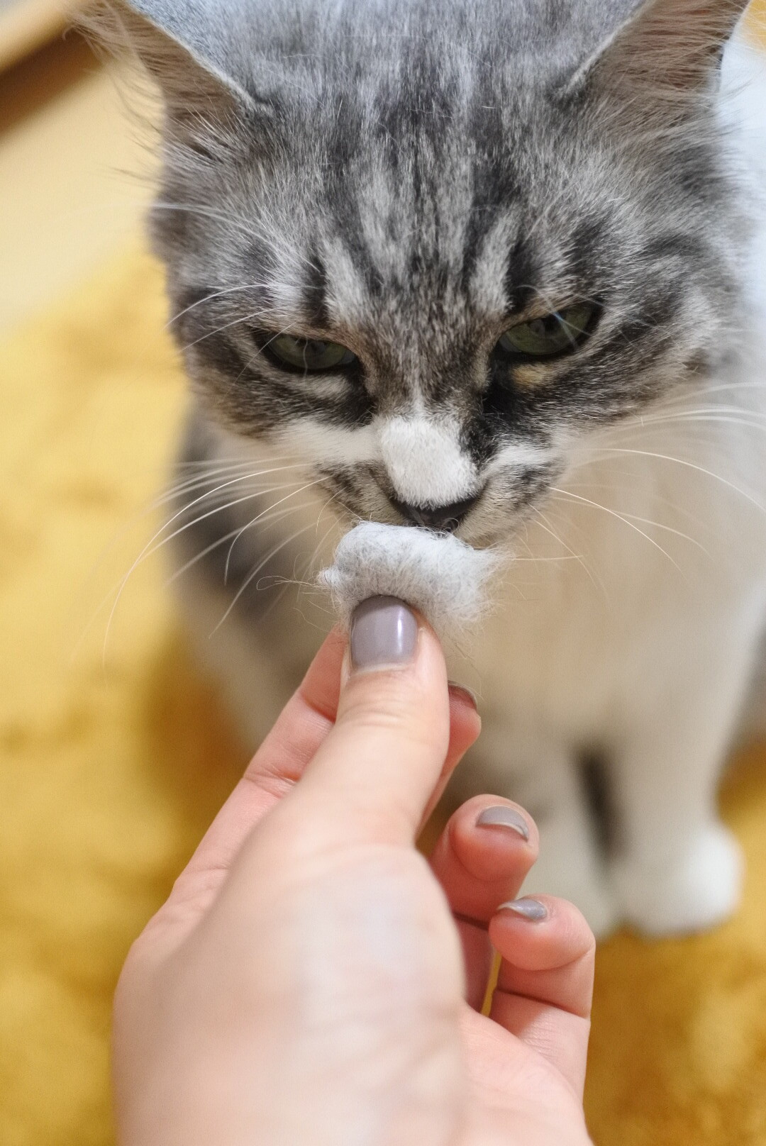 毛玉ぞくぞく 猫とふたり暮らし Evaとaiaiの日常