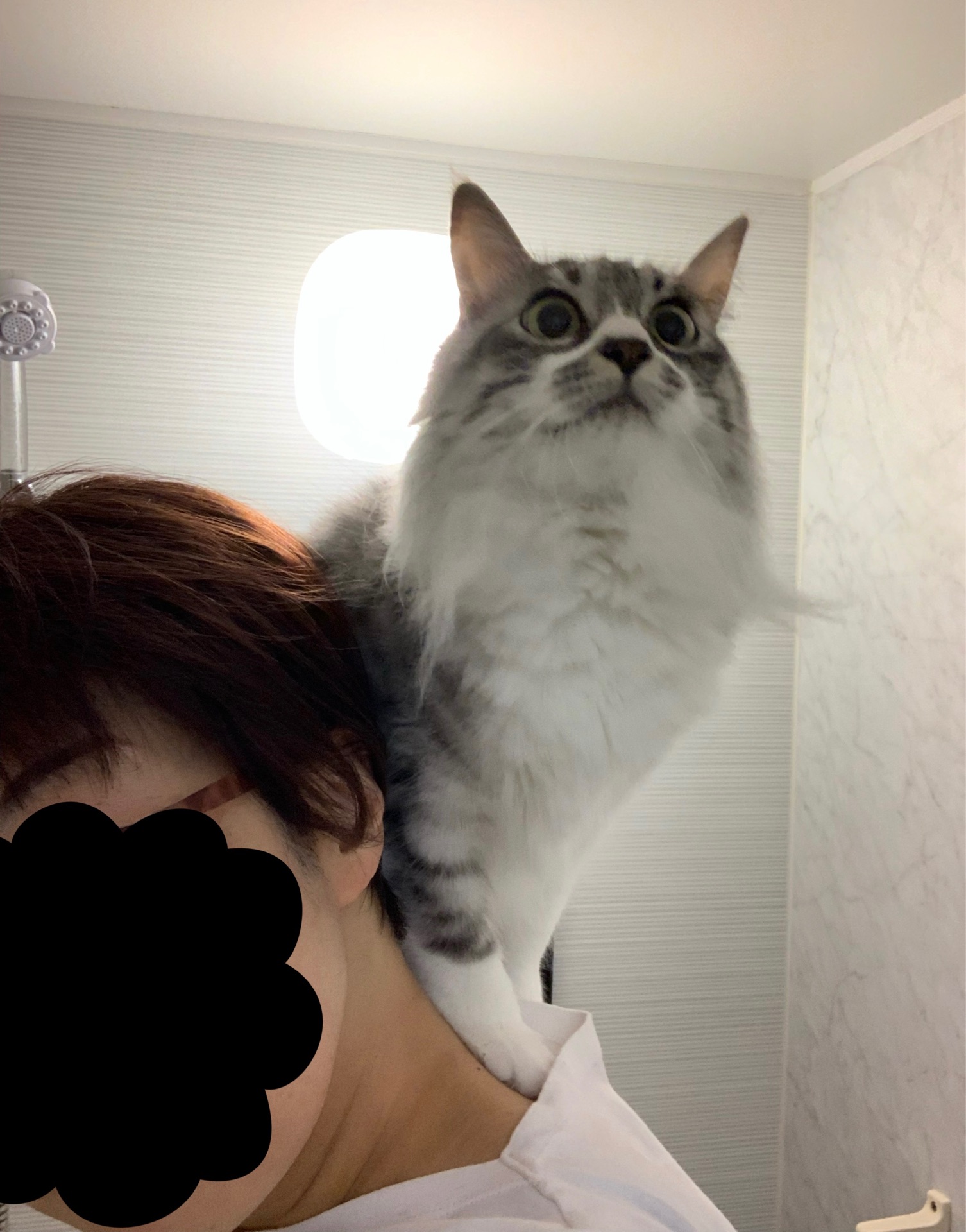 Evaちゃん 時間ですよ 猫とふたり暮らし Evaとaiaiの日常 Evaちゃん 時間ですよ 猫とふたり暮らし Evaとaiaiの日常