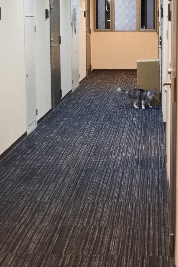 Evaコマ劇場76 集荷にうかがいました 猫とふたり暮らし Evaとaiaiの日常