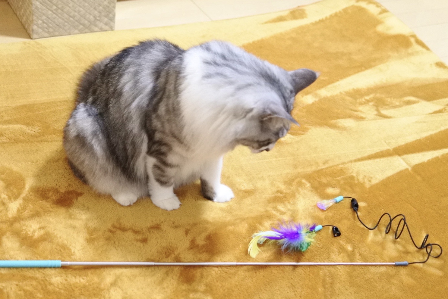 クラシック ねこのきもち 付録 のび る 釣りざおじゃらし ねこじゃらし 釣り竿じゃらし 猫の気持ち 猫 ねこ ネコ 限定 非売品 Www Lacistitis Es クラシック ねこのきもち 付録 のび る 釣りざおじゃらし ねこじゃらし 釣り竿じゃらし 猫の気持ち 猫 ねこ ネコ 限定 非売品 Www Lacistitis Es
