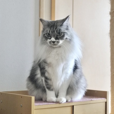逆おむすび : 猫とふたり暮らし～evaとaiaiの日常～