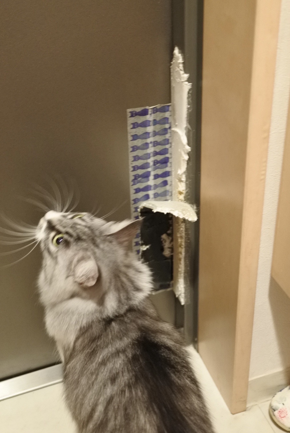 寝ぐせじゃないよ 馬好きにもほどがある展 猫とふたり暮らし Evaとaiaiの日常 寝ぐせじゃないよ 馬好きにもほどがある展 猫とふたり暮らし Evaとaiaiの日常