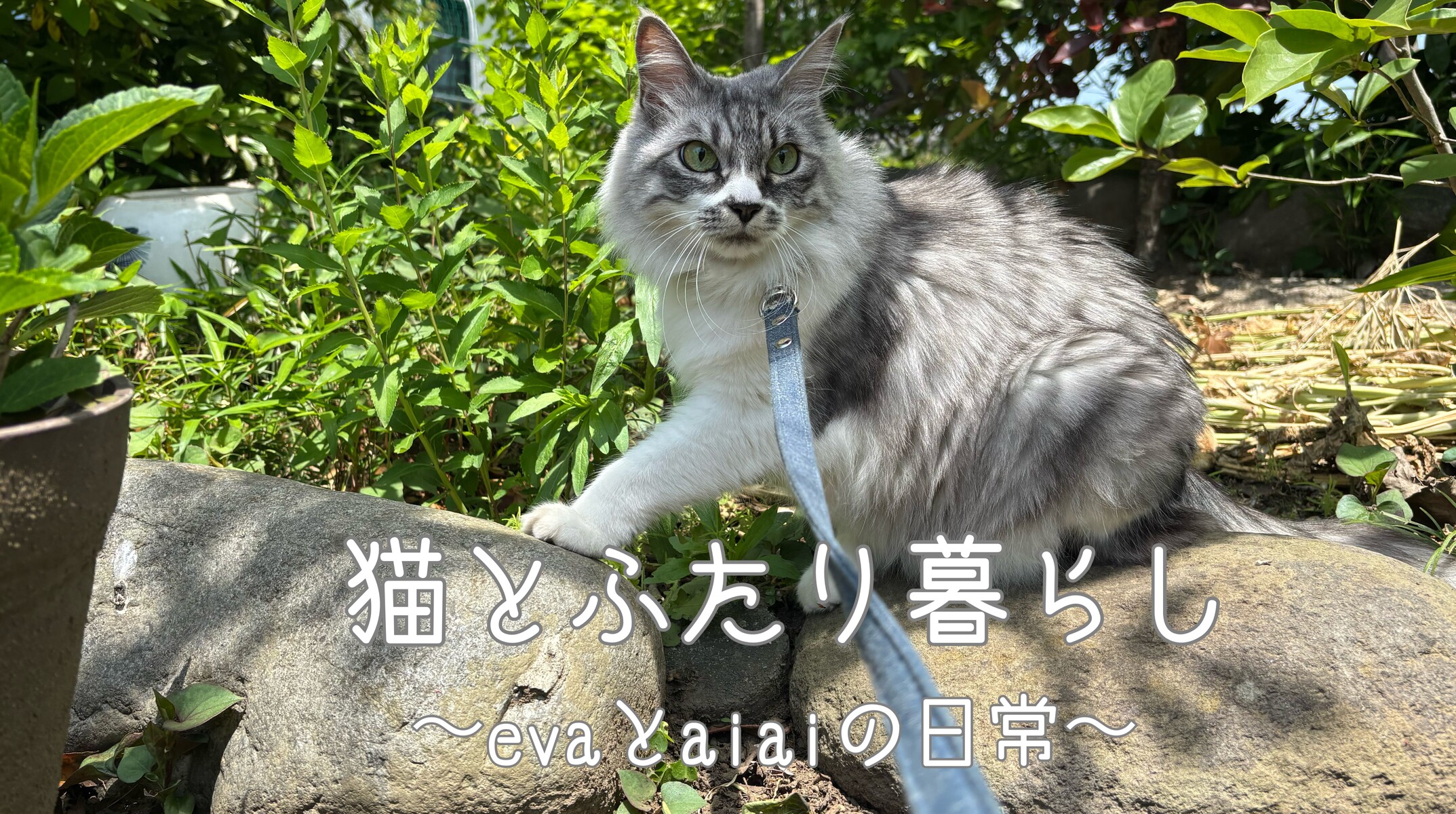 じゃれ猫ブンブン（ミツバチ）』で遊ぼ♪ : 猫とふたり暮らし～evaと