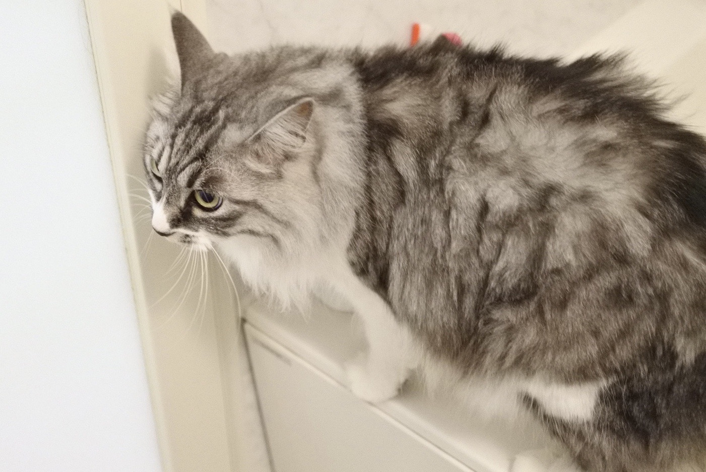 やっぱり暑かった夏のシャンプー 猫とふたり暮らし Evaとaiaiの日常 やっぱり暑かった夏のシャンプー 猫とふたり暮らし Evaとaiaiの日常