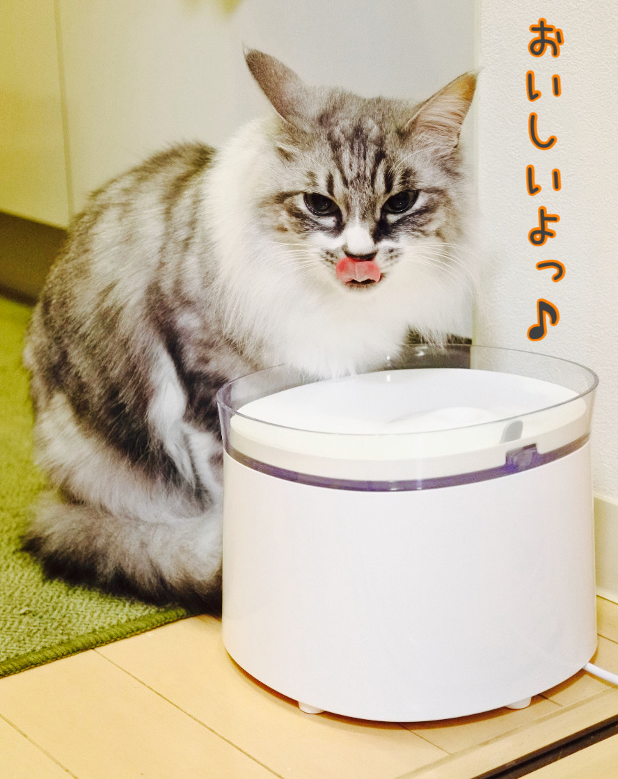 自動給水器レビュー＜その2＞『プラスアクア』 : 猫とふたり