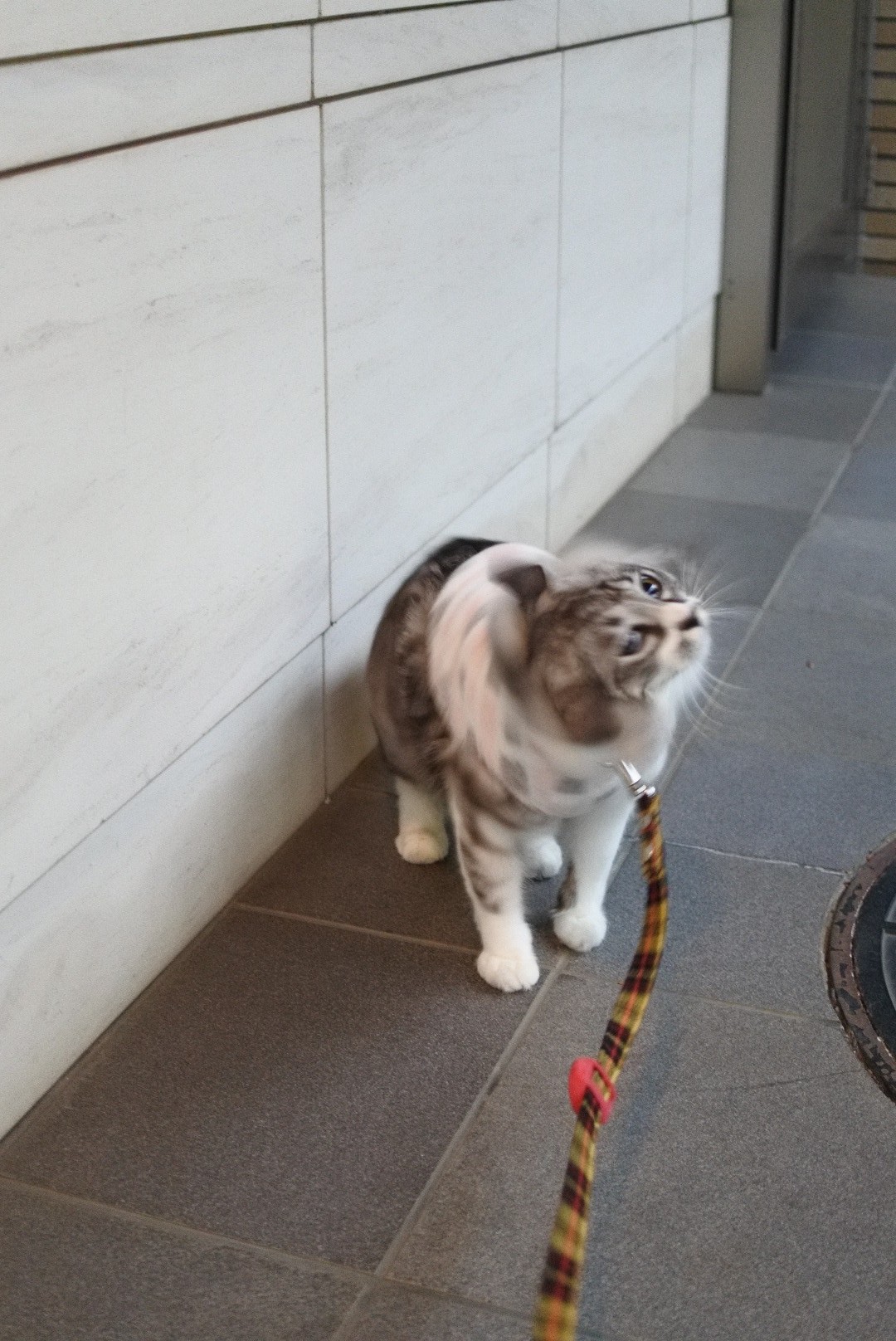 おさんぱーeva ちょんぼに会えた気がした 後半 トライポフォビア 閲覧注意 猫とふたり暮らし Evaとaiaiの日常