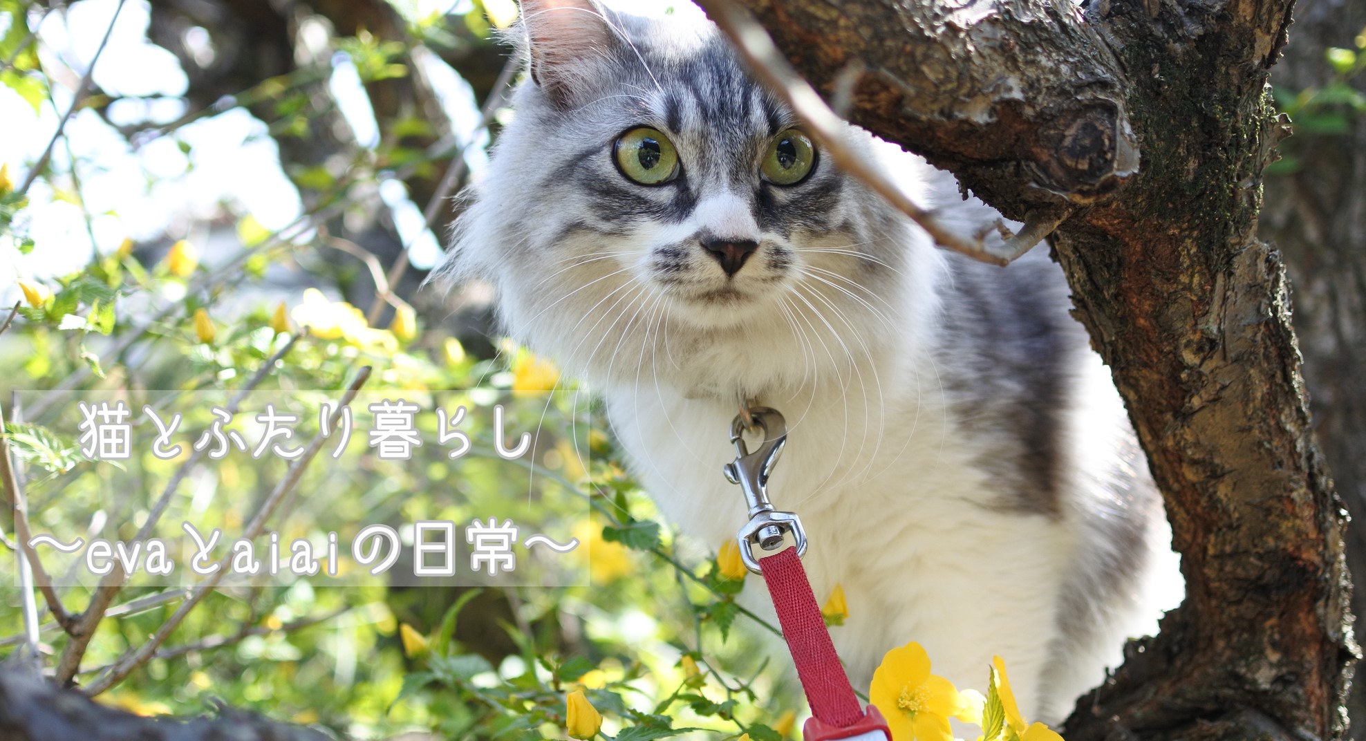 猫とふたり暮らし Evaとaiaiの日常