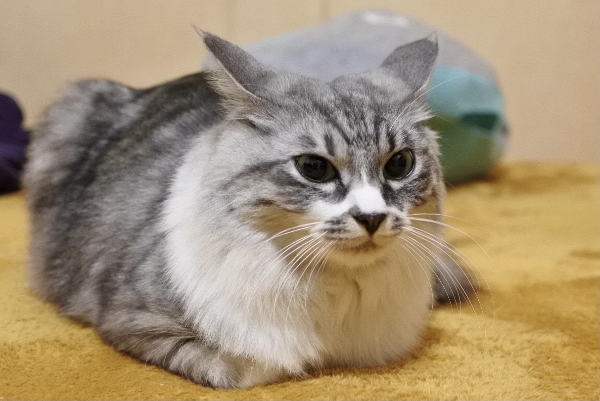 香箱の中身 猫とふたり暮らし Evaとaiaiの日常