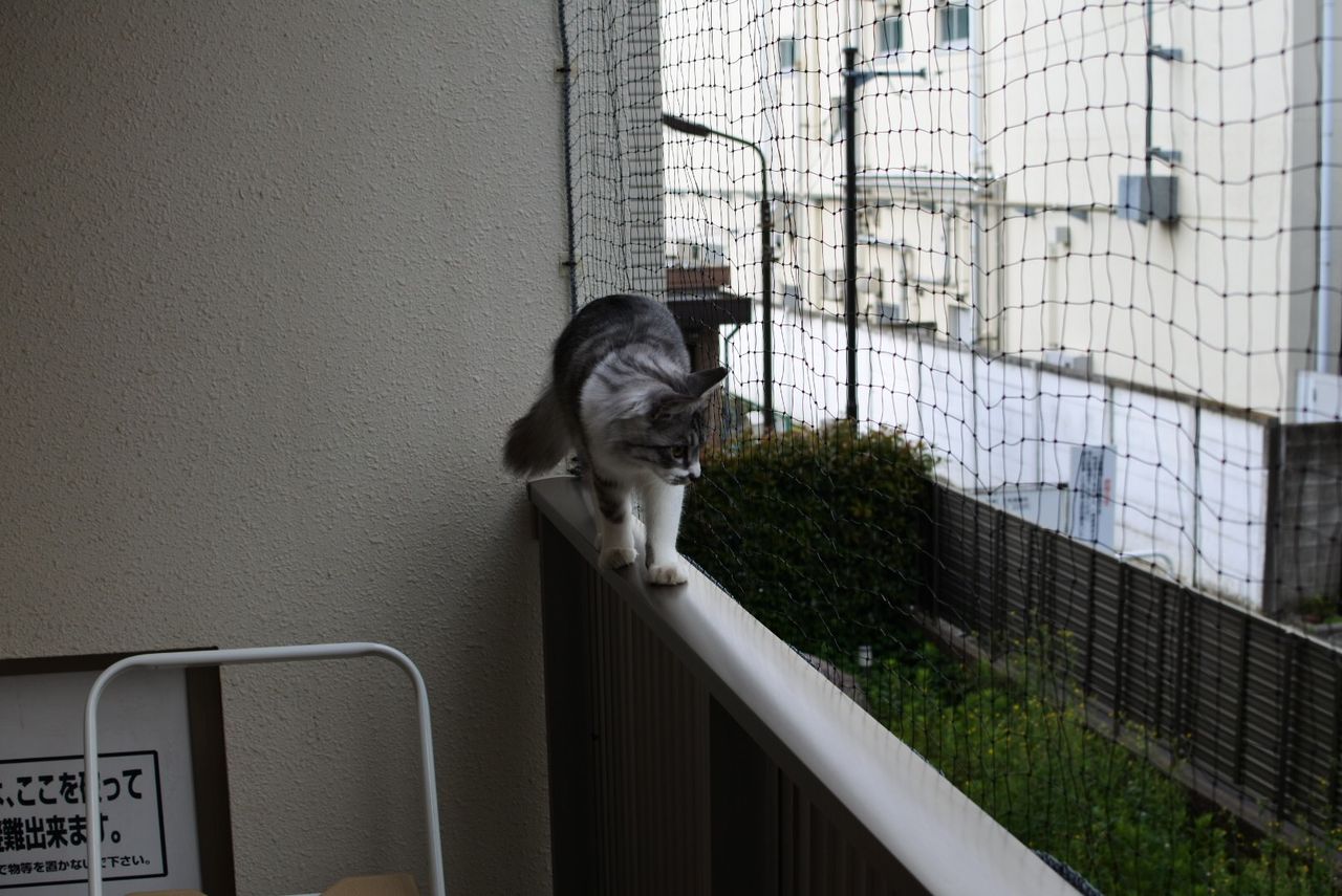 猫脱走防止ネット ネット取り付け完了 あみあみのある空 猫とふたり暮らし Evaとaiaiの日常