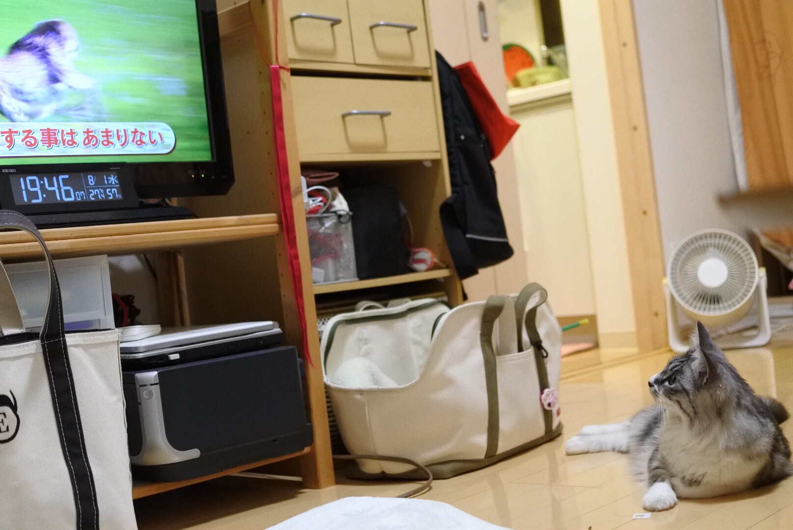 Evaも気になる 大型ネコ科動物の最強は誰か 猫とふたり暮らし Evaとaiaiの日常 Evaも気になる 大型ネコ科動物の最強は誰か 猫とふたり暮らし Evaとaiaiの日常