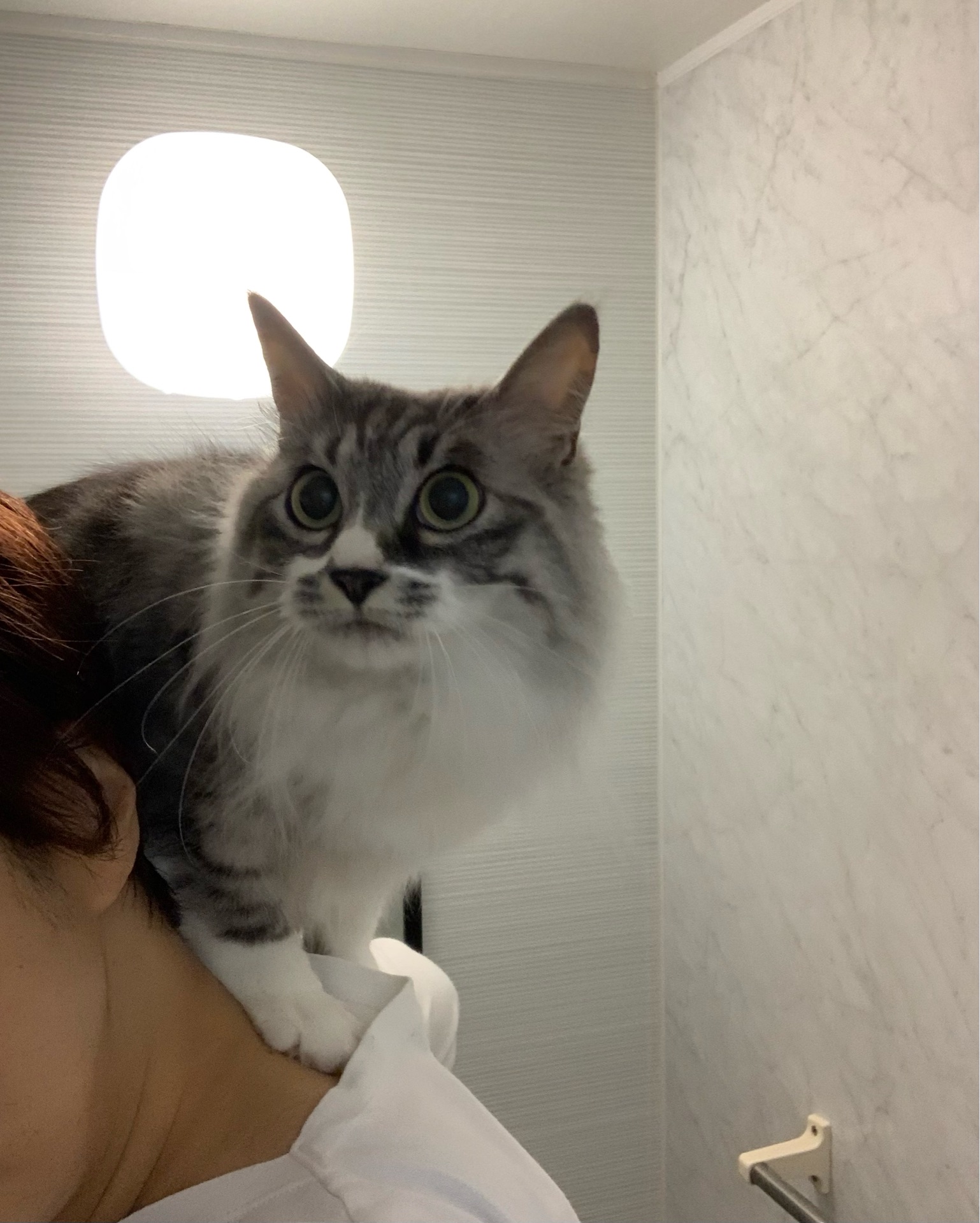 Evaちゃん 時間ですよ 猫とふたり暮らし Evaとaiaiの日常 Evaちゃん 時間ですよ 猫とふたり暮らし Evaとaiaiの日常
