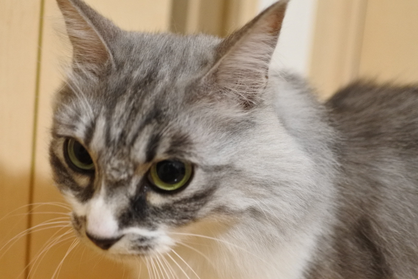 寝ぐせじゃないよ 馬好きにもほどがある展 猫とふたり暮らし Evaとaiaiの日常 寝ぐせじゃないよ 馬好きにもほどがある展 猫とふたり暮らし Evaとaiaiの日常