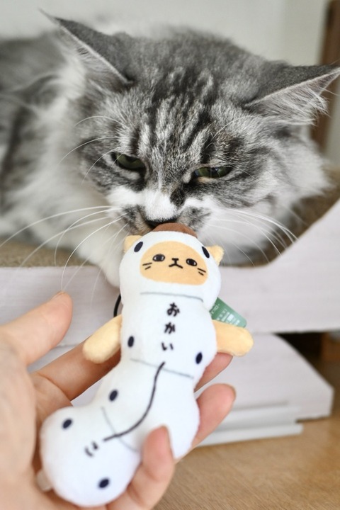 evaとaiaiのなつやすみ@2025③ : 猫とふたり暮らし～evaとaiaiの