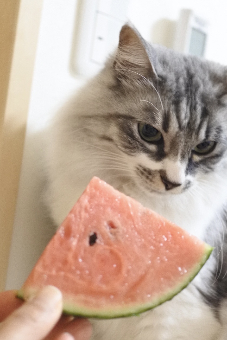 今年はBIGだ☆ひとりじめスイカ : 猫とふたり暮らし～evaとaiai