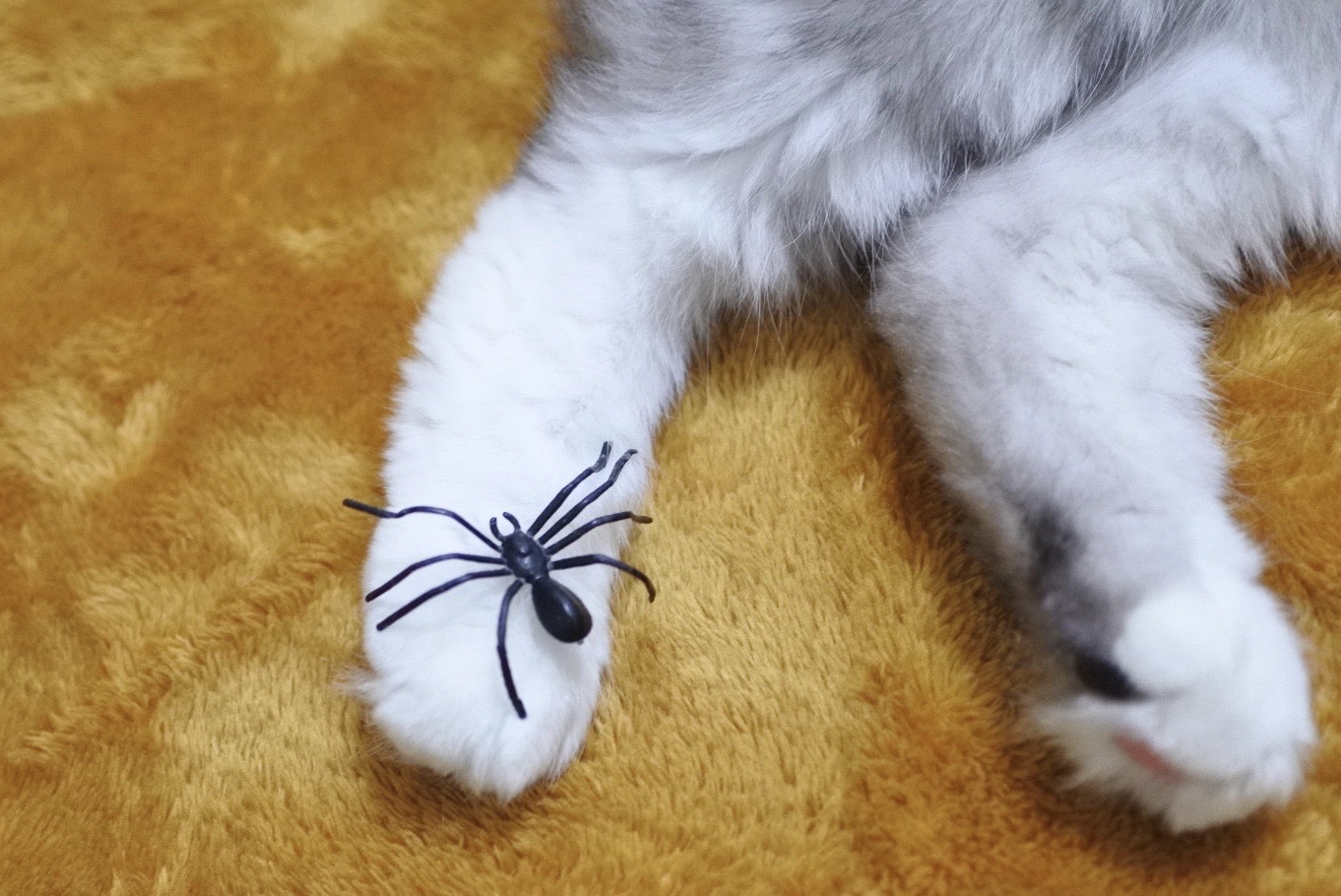 クモはおもちゃのほうがいい 猫とふたり暮らし Evaとaiaiの日常 クモはおもちゃのほうがいい 猫とふたり暮らし Evaとaiaiの日常