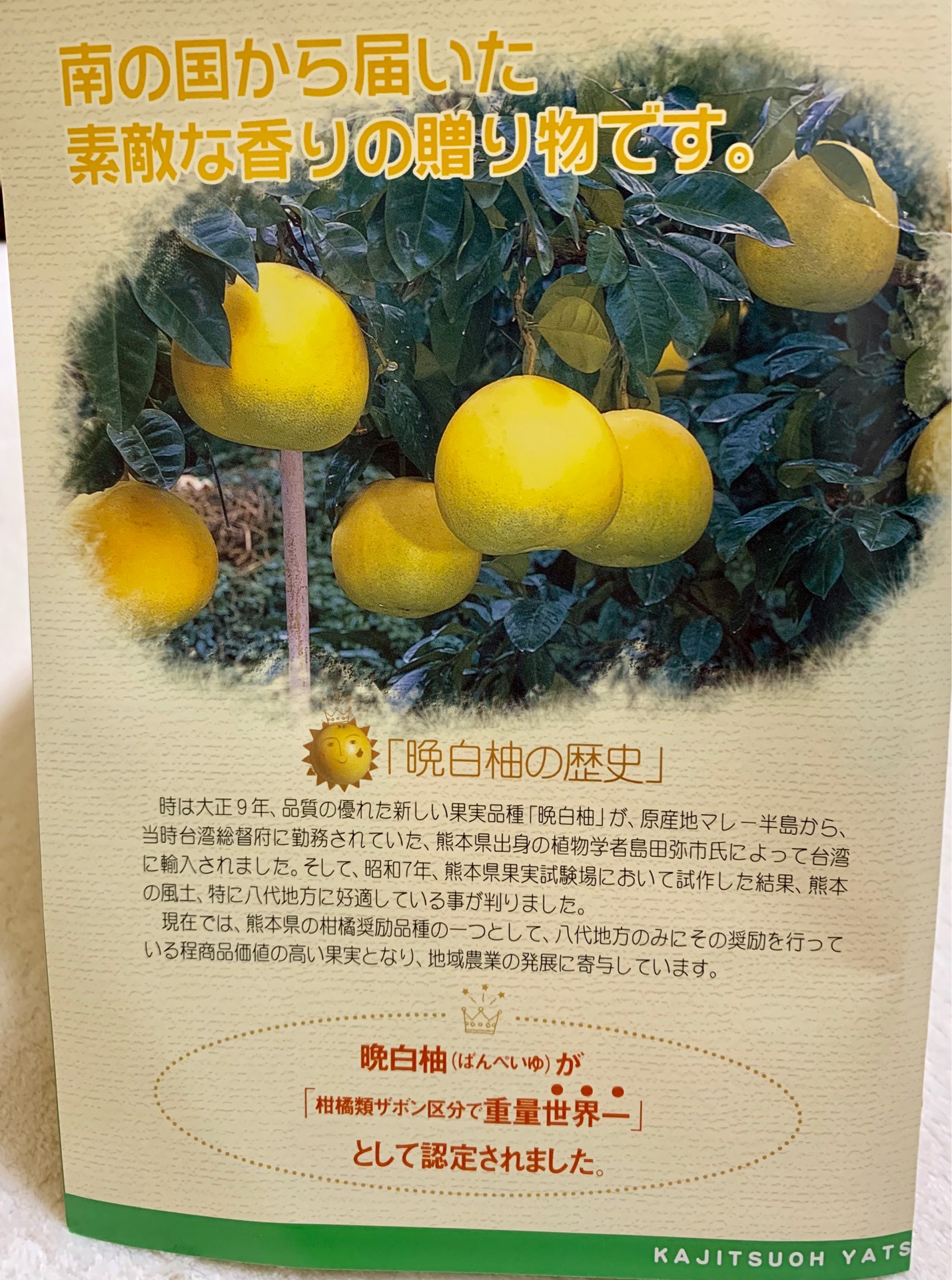 果実王 晩白柚 猫とふたり暮らし Evaとaiaiの日常