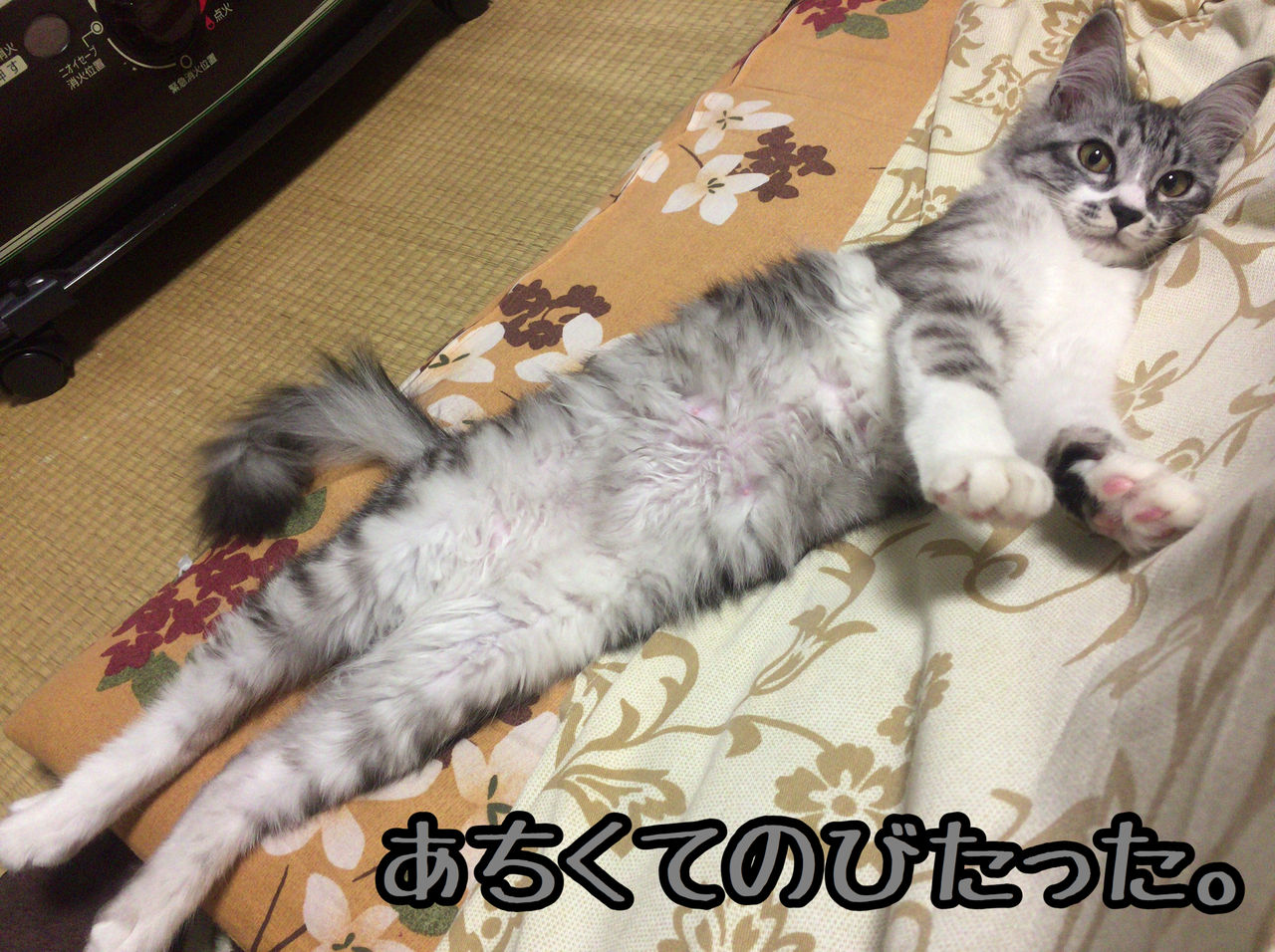 猫はこたつで丸く 猫とふたり暮らし Evaとaiaiの日常