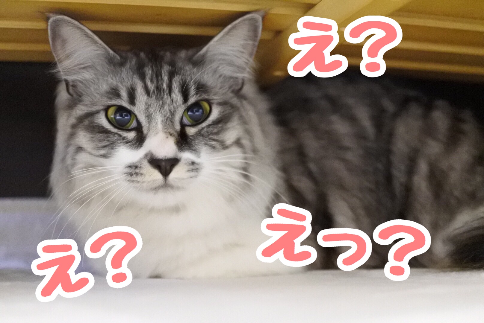 違いのわかる女 猫とふたり暮らし Evaとaiaiの日常 違いのわかる女 猫とふたり暮らし Evaとaiaiの日常