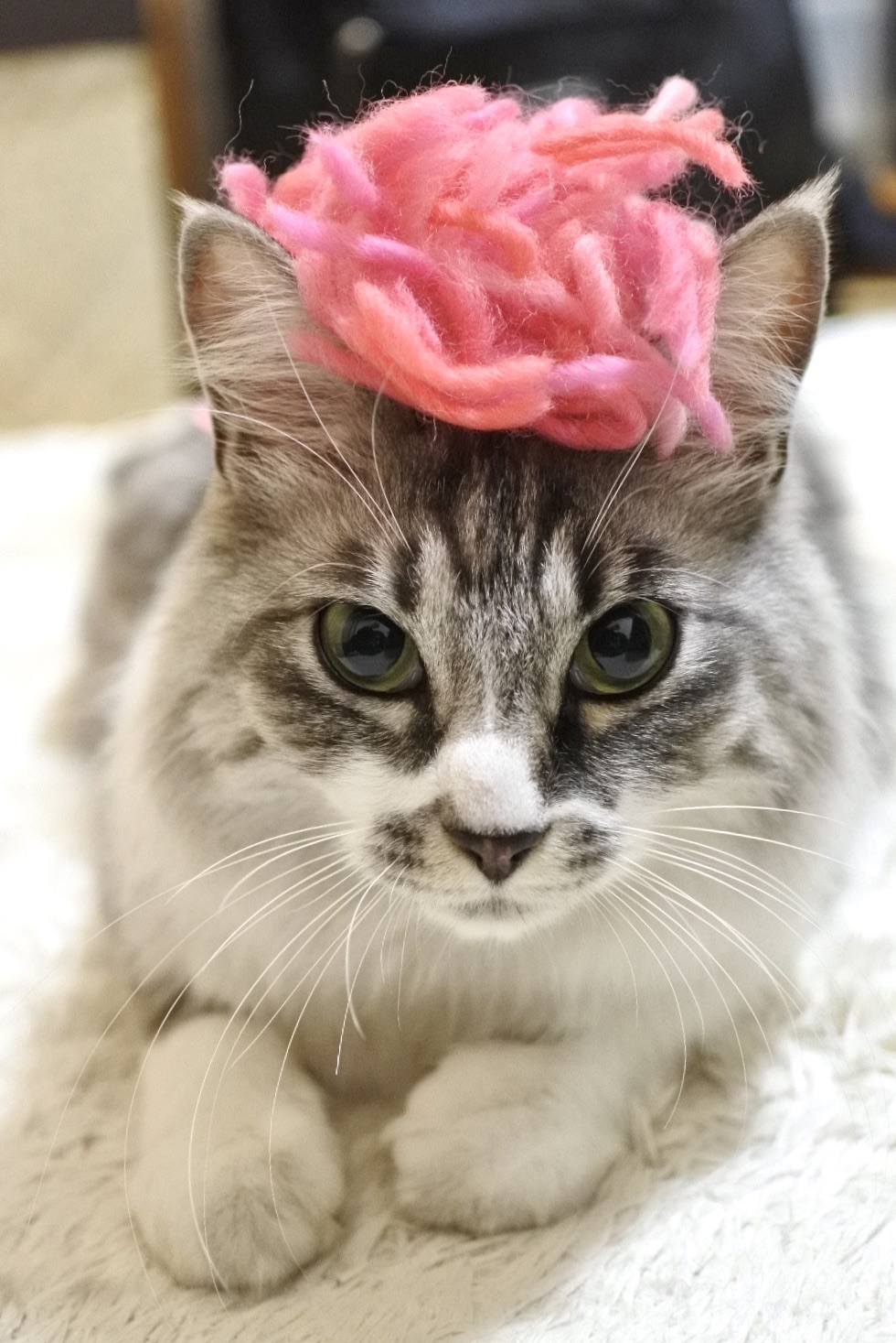 毛糸でじゃれてる♪虎猫ちゃん 毛糸でじゃれてる♪虎猫ちゃん