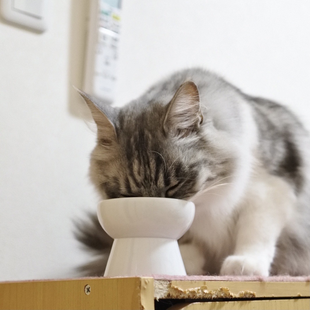 お弁当つけて