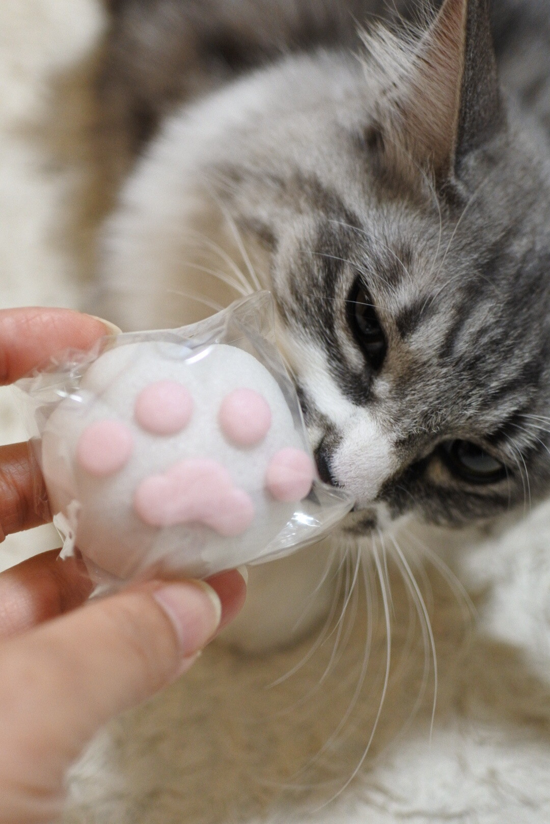 ねこの日 ねこまんじゅう 猫とふたり暮らし Evaとaiaiの日常