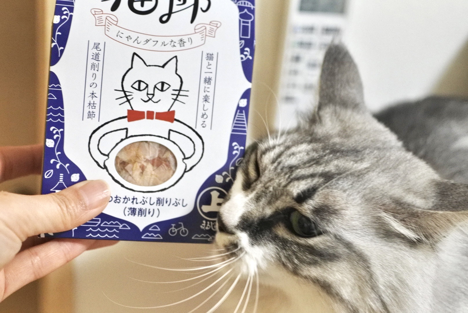 尾道猫節 : 猫とふたり暮らし～evaとaiaiの日常～