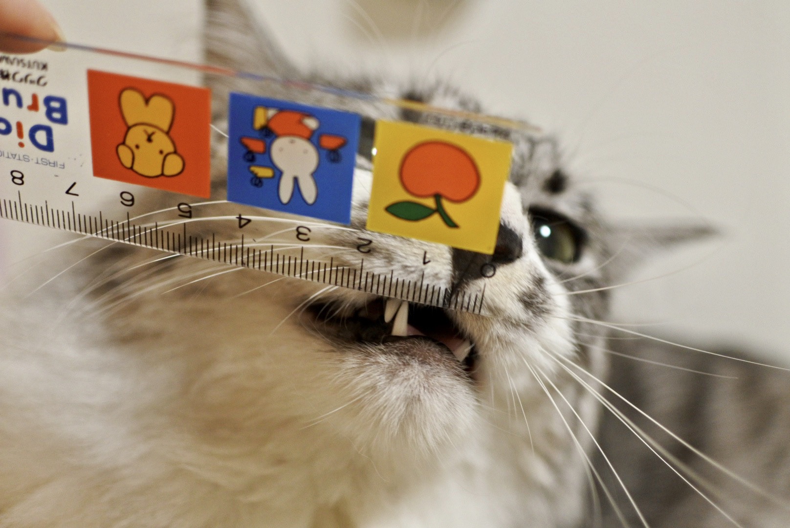 第１回 Evaクイズ 裏話 猫とふたり暮らし Evaとaiaiの日常