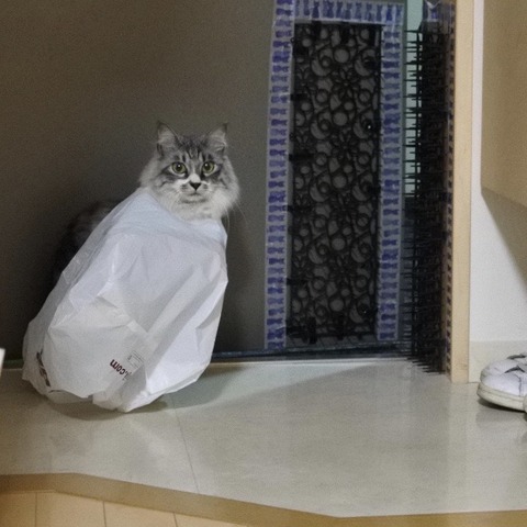 FullSizeRender