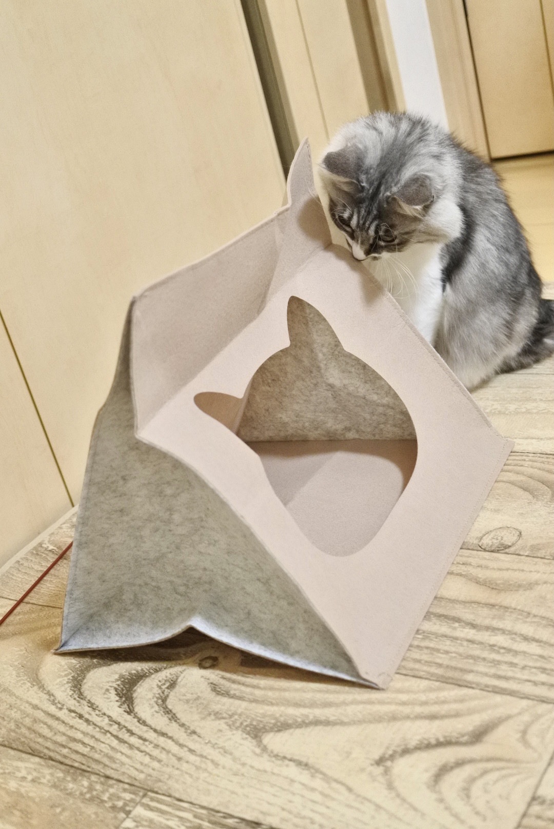 ねこのきもち』The Final 3月号ふろく・おこもり＆まったり さん