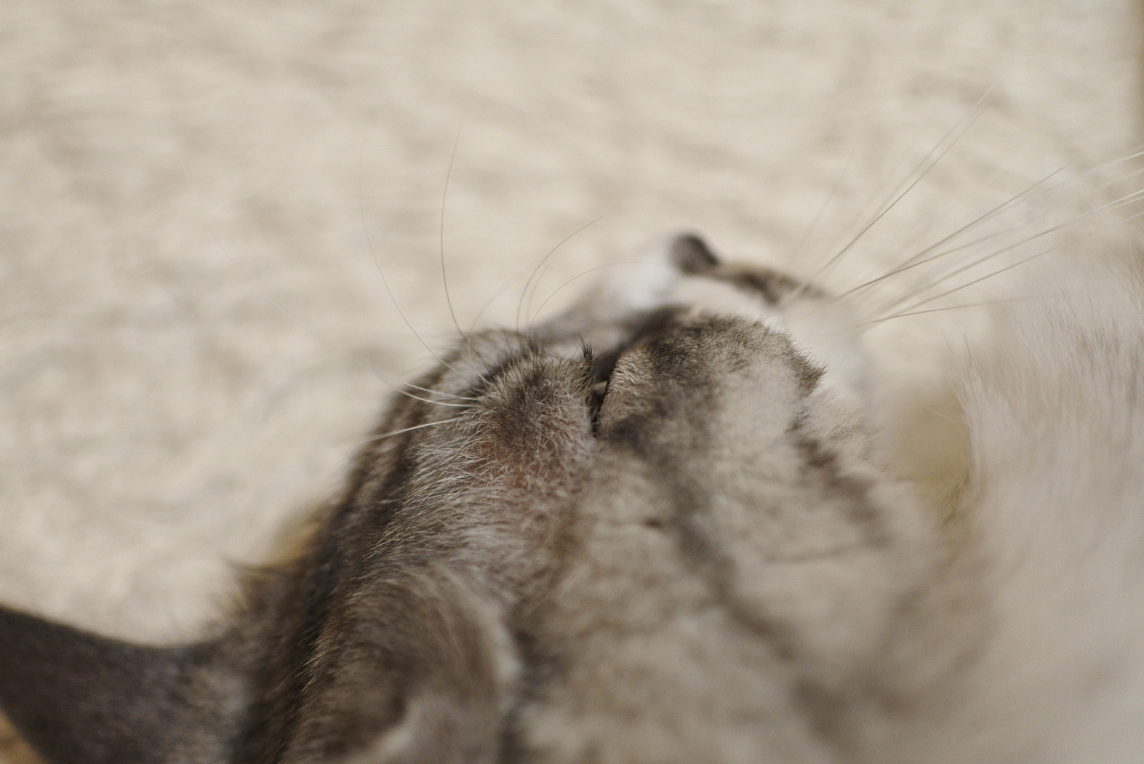 evaのパーツ紹介⑧＜まつげ＞ : 猫とふたり暮らし～evaとaiaiの日常～