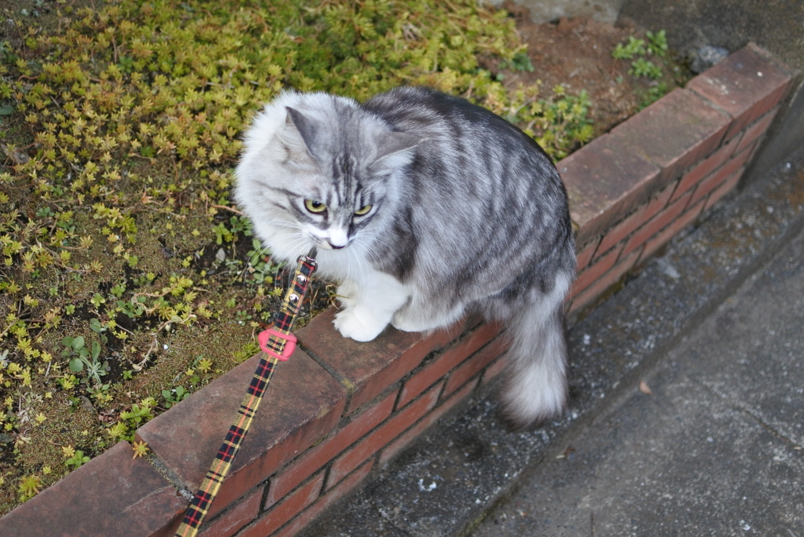 おさんぱーeva 主の寄り道には付き合わない 猫とふたり暮らし Evaとaiaiの日常 おさんぱーeva 主の寄り道には付き合わない 猫とふたり暮らし Evaとaiaiの日常