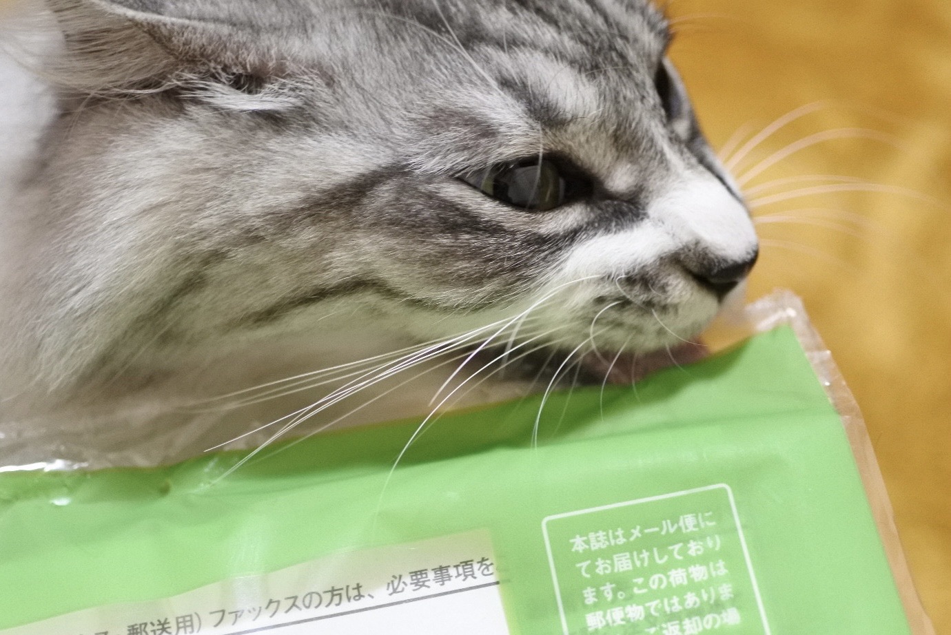 お気に入りビニール・別バージョン : 猫とふたり暮らし～evaとaiaiの日常～