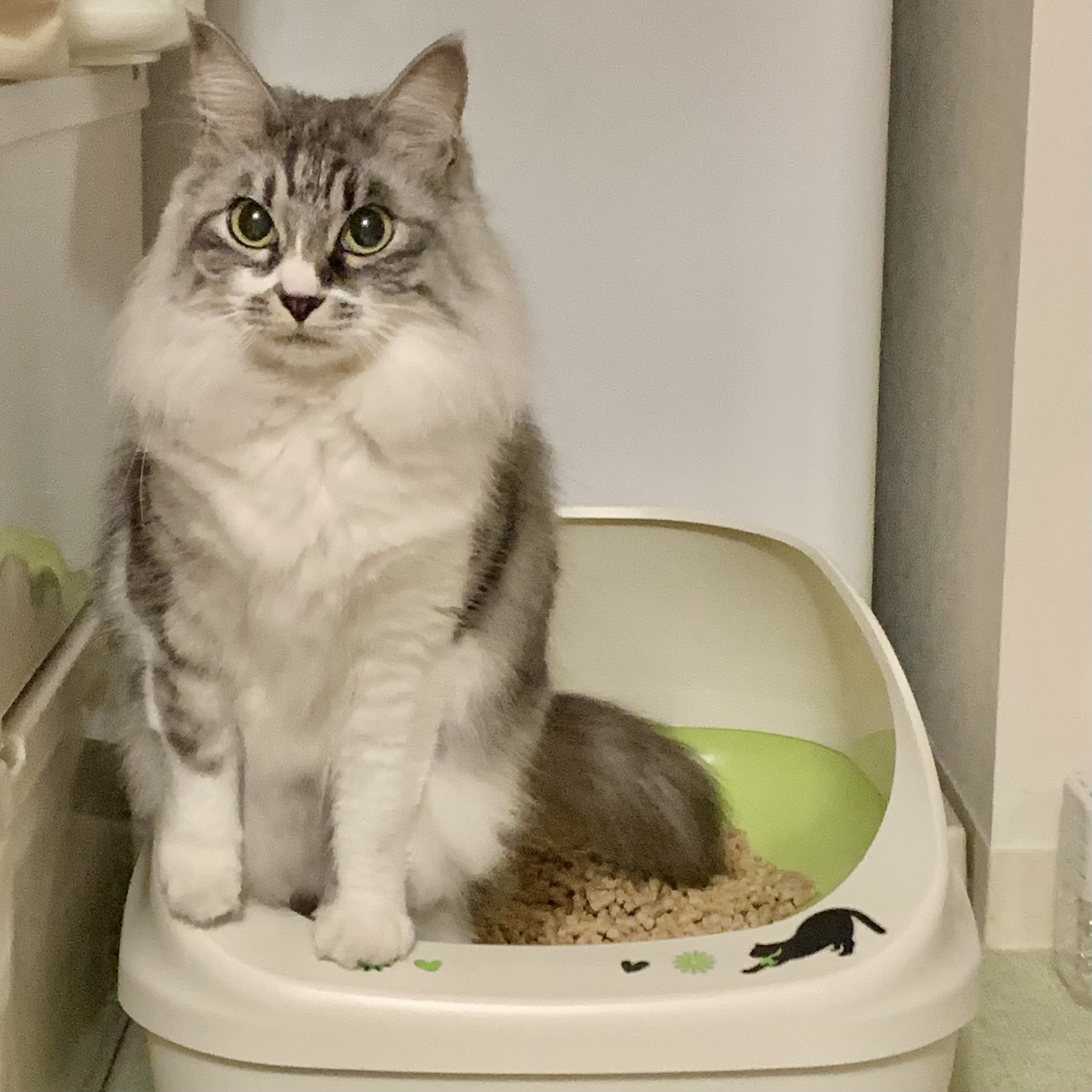 ストルバイト 猫 ドクターズケア 猫用 ストルバイトケア フィッシュ