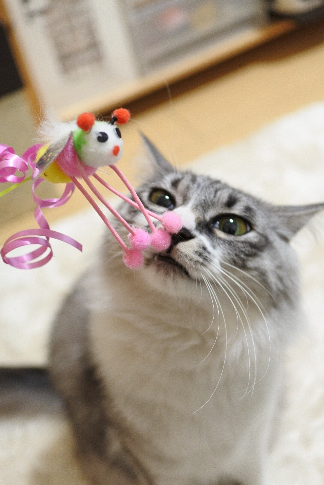 じゃれ猫ブンブン（ミツバチ）』で遊ぼ♪ : 猫とふたり暮らし～evaと