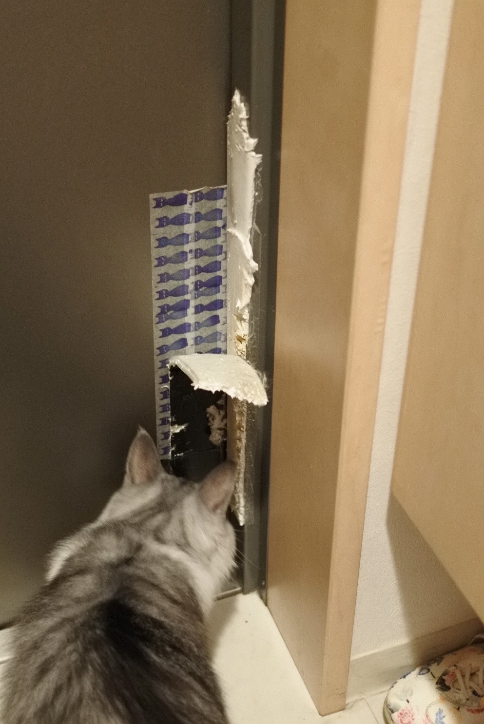 寝ぐせじゃないよ 馬好きにもほどがある展 猫とふたり暮らし Evaとaiaiの日常 寝ぐせじゃないよ 馬好きにもほどがある展 猫とふたり暮らし Evaとaiaiの日常