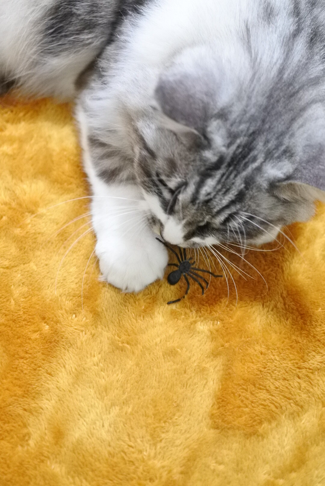 クモはおもちゃのほうがいい 猫とふたり暮らし Evaとaiaiの日常 クモはおもちゃのほうがいい 猫とふたり暮らし Evaとaiaiの日常