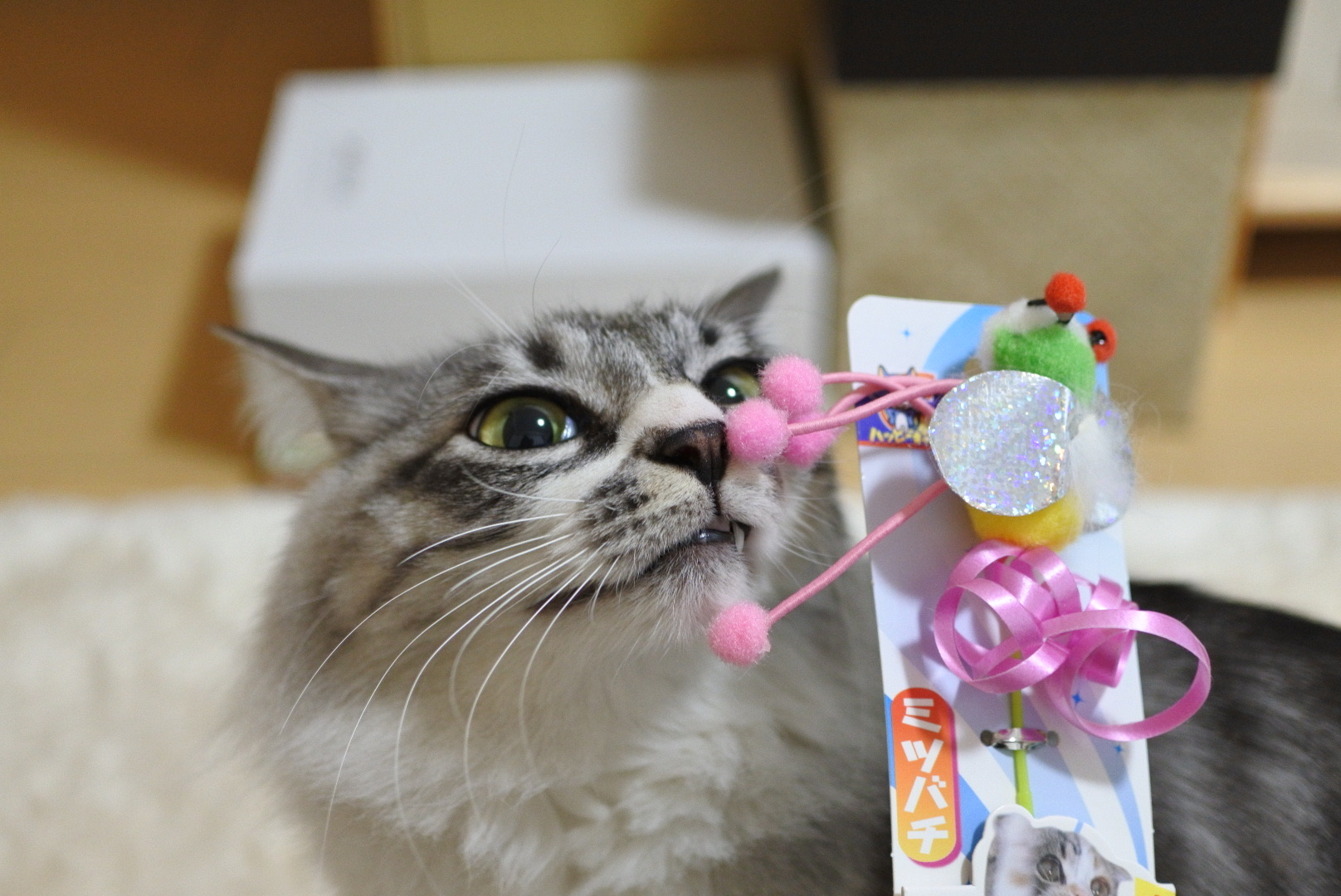 じゃれ猫ブンブン（ミツバチ）』で遊ぼ♪ : 猫とふたり暮らし～evaと