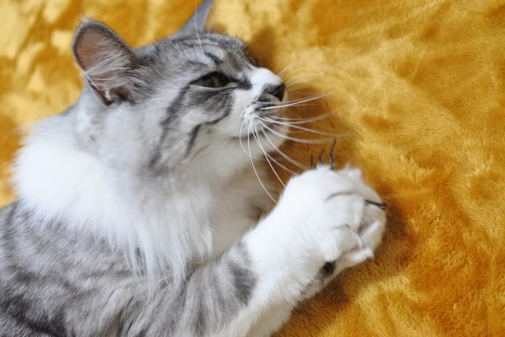 クモはおもちゃのほうがいい 猫とふたり暮らし Evaとaiaiの日常 クモはおもちゃのほうがいい 猫とふたり暮らし Evaとaiaiの日常