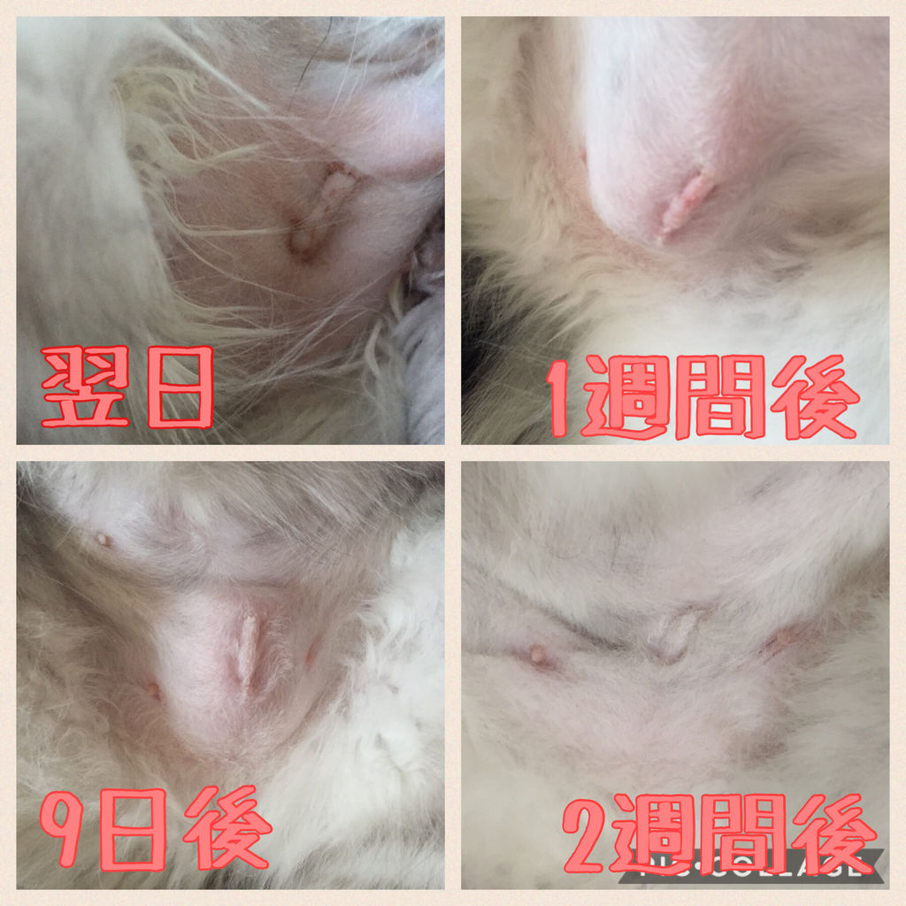 腫れ 猫 避妊手術