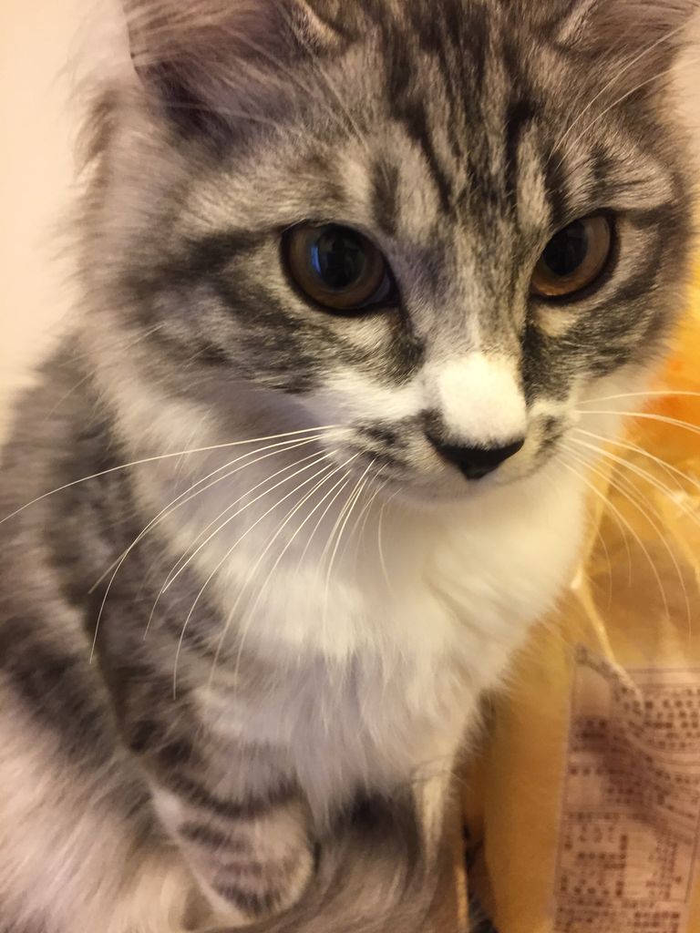 祝 5ヶ月 猫とふたり暮らし Evaとaiaiの日常