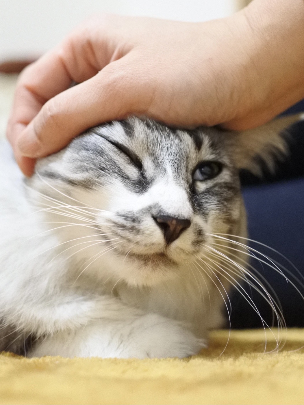 猫耳マッサージ 猫とふたり暮らし Evaとaiaiの日常