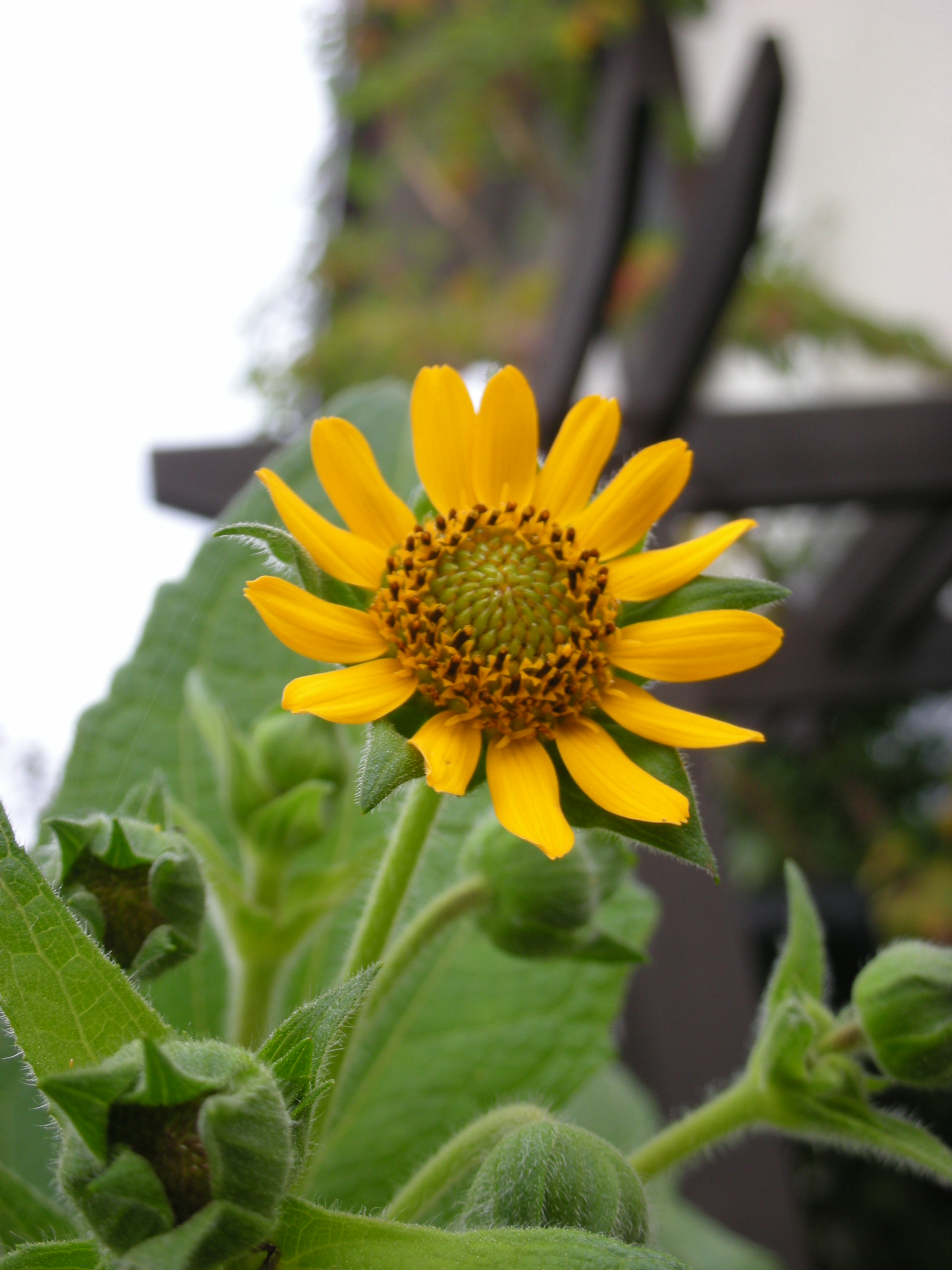 野菜の花たち 12 ヤーコン Midoriなヤサイ