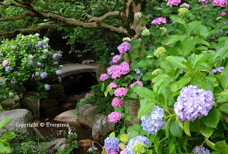 智積院の紫陽花-04
