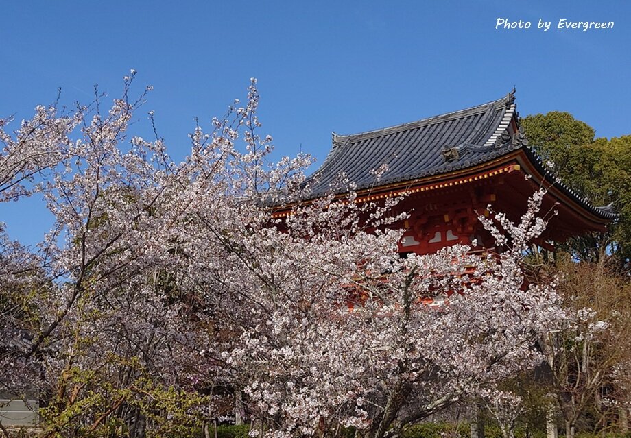 仁和寺の桜-03