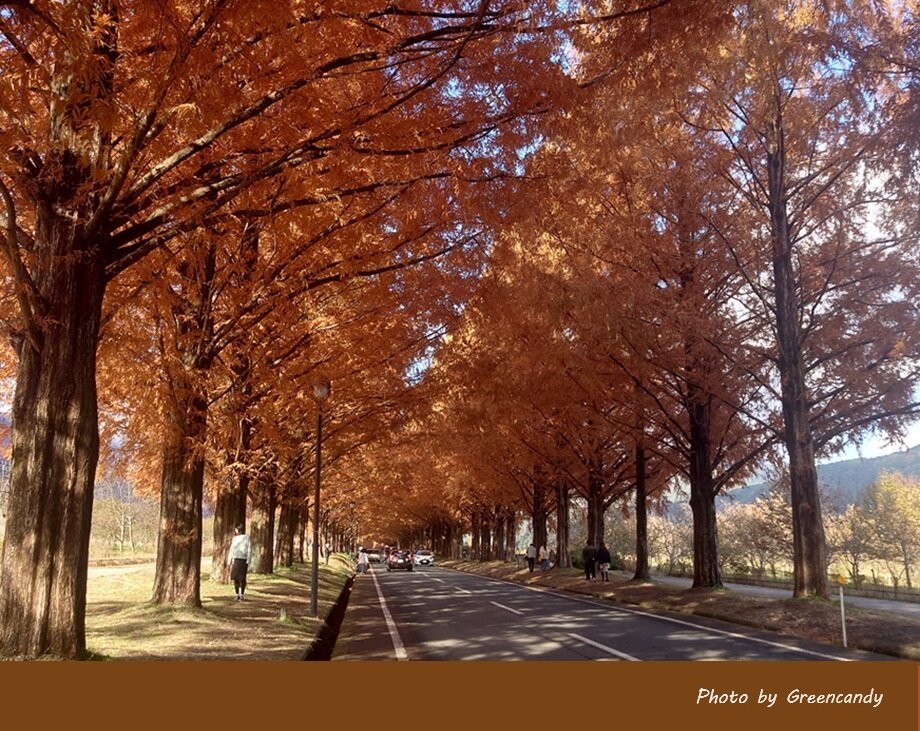 高島市メタセコイア並木道の紅葉-09