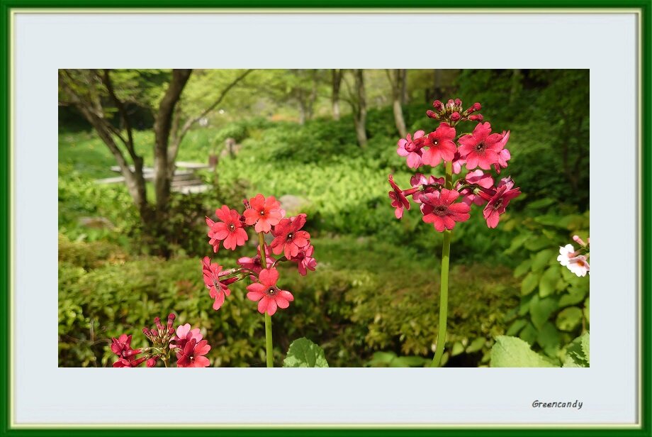六甲高山植物園-05
