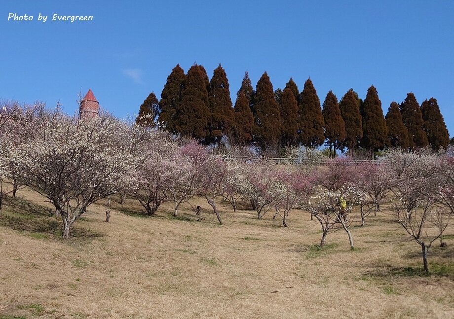 石ヶ谷公園梅園-04