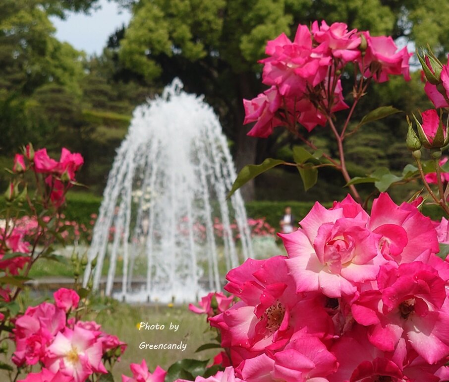 須磨離宮公園-09