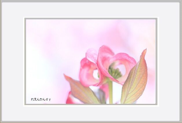 花水木ー６.jpg